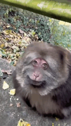 Happy Monkey